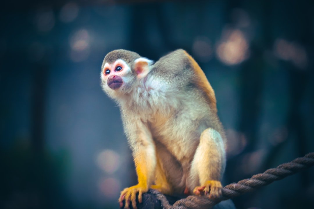 a small monkey sitting on top of a rope