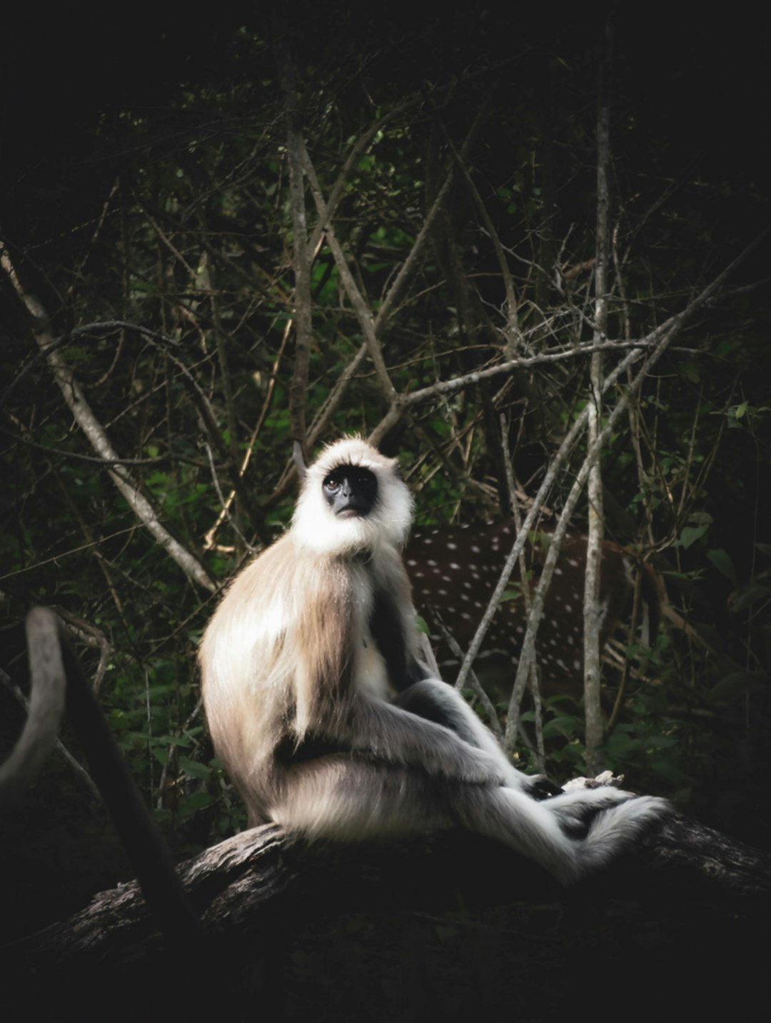A white and black monkey sitting on a tree branch