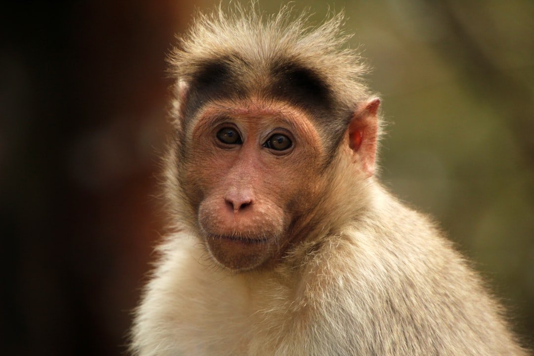 a close up of a monkey with a blurry background