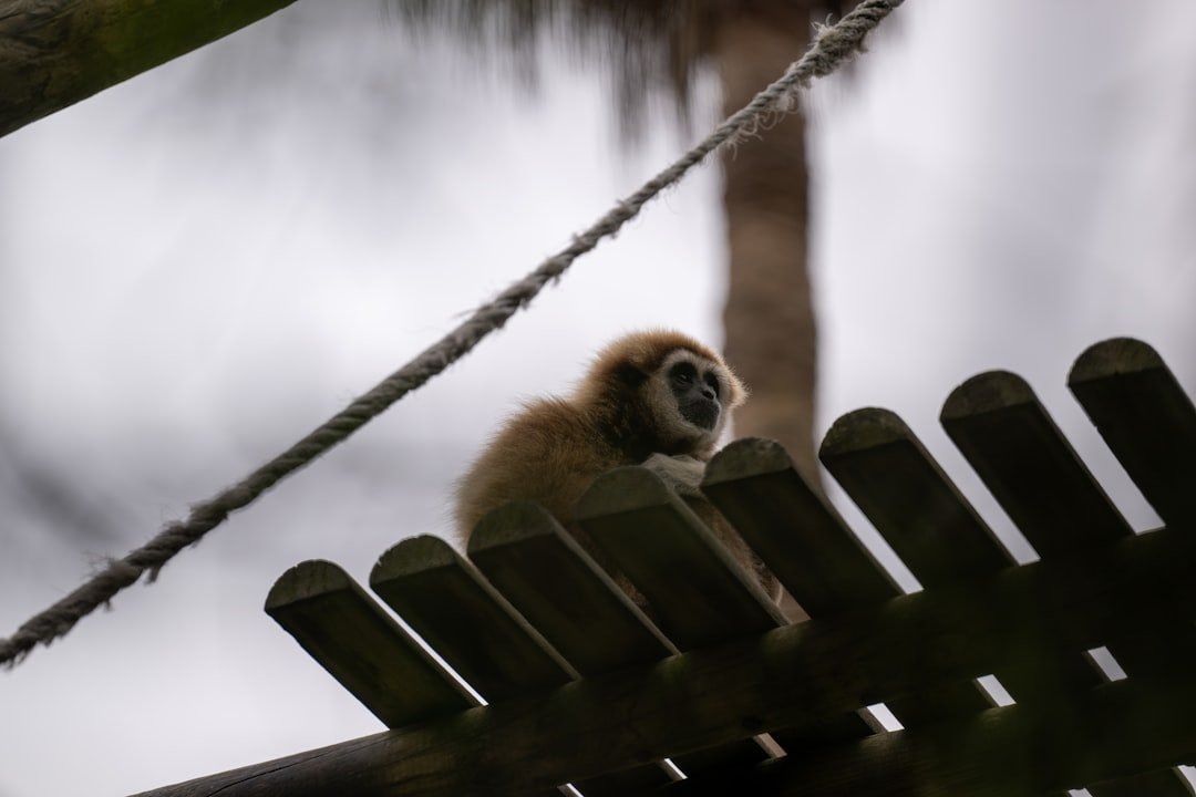 a monkey is sitting on a wooden fence