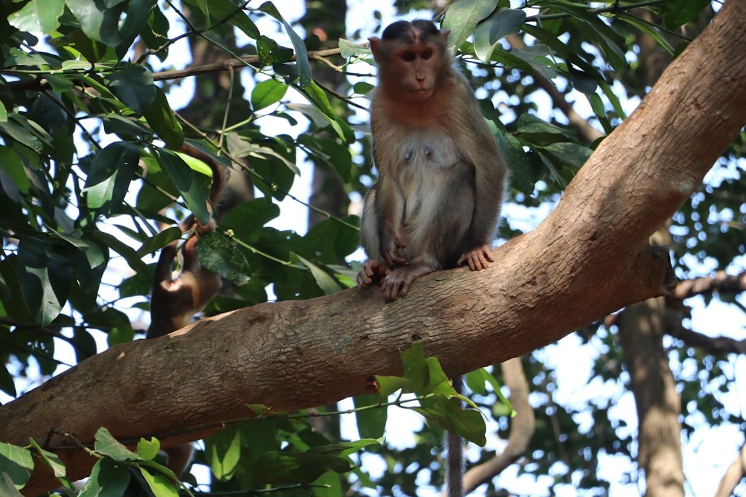 a monkey is sitting on a tree branch
