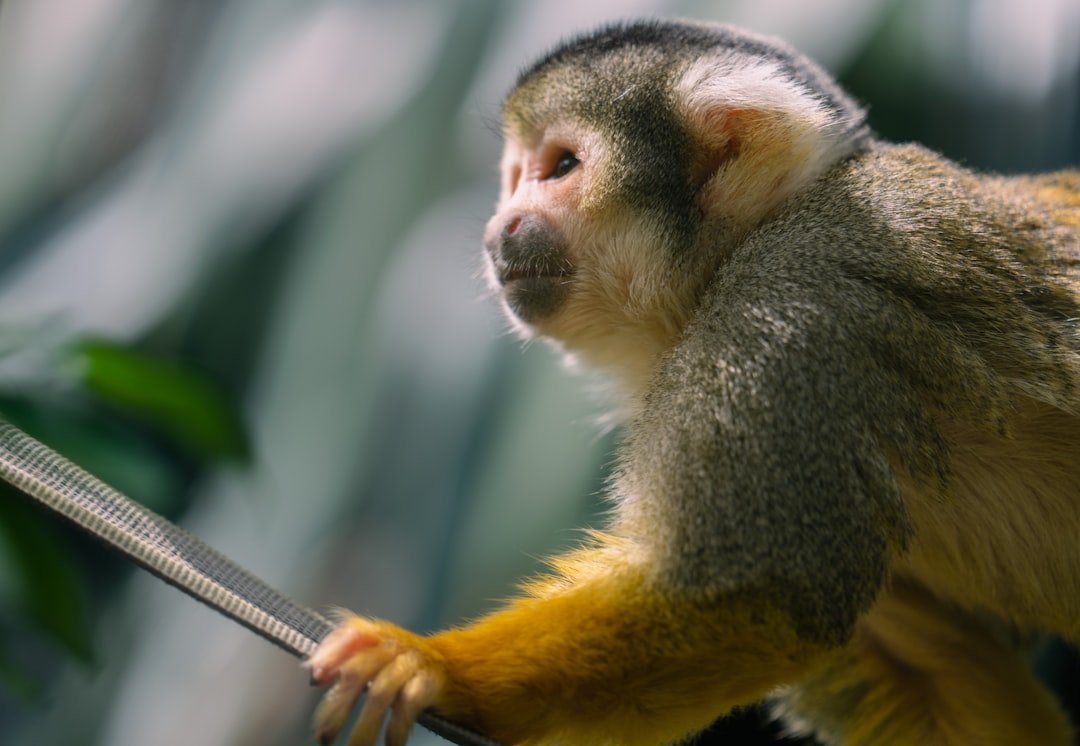 a monkey sitting on top of a tree branch