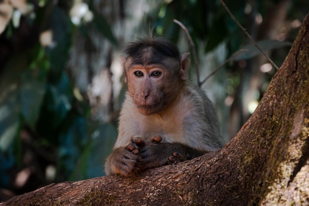 a monkey is sitting on a tree branch