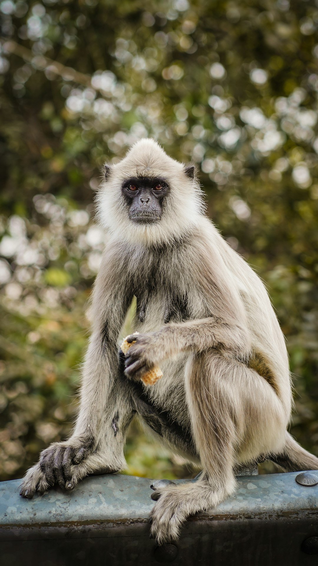a monkey sitting on a ledge
