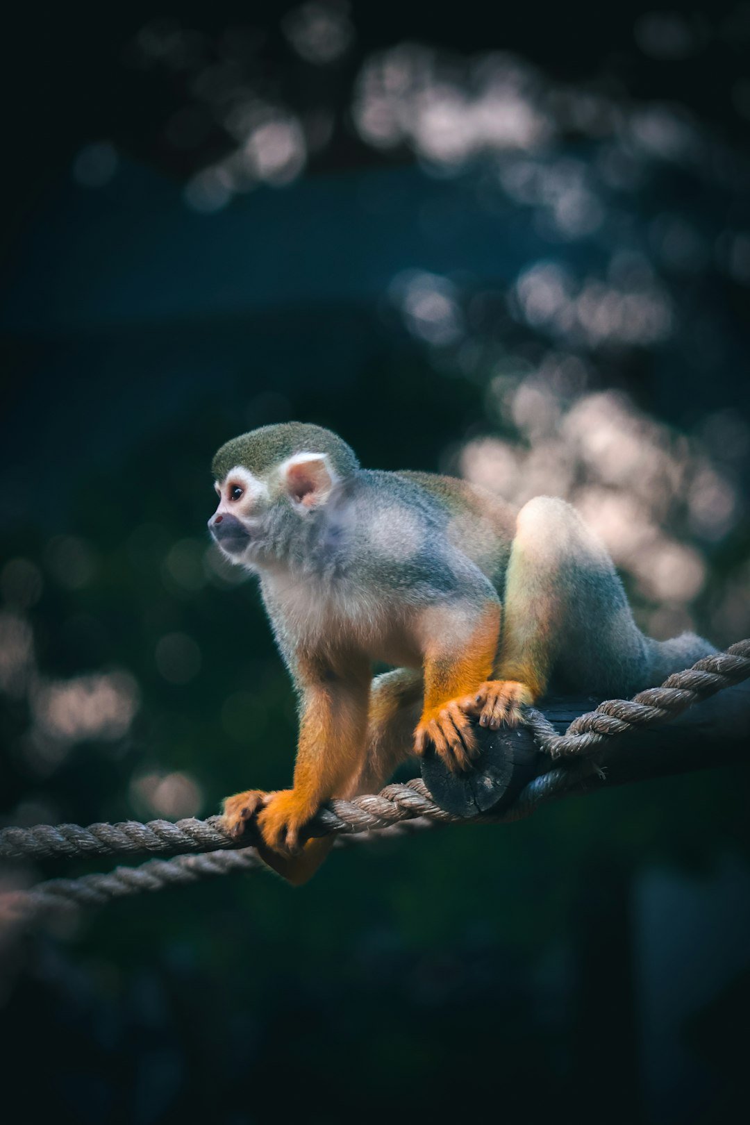 a monkey sitting on top of a rope