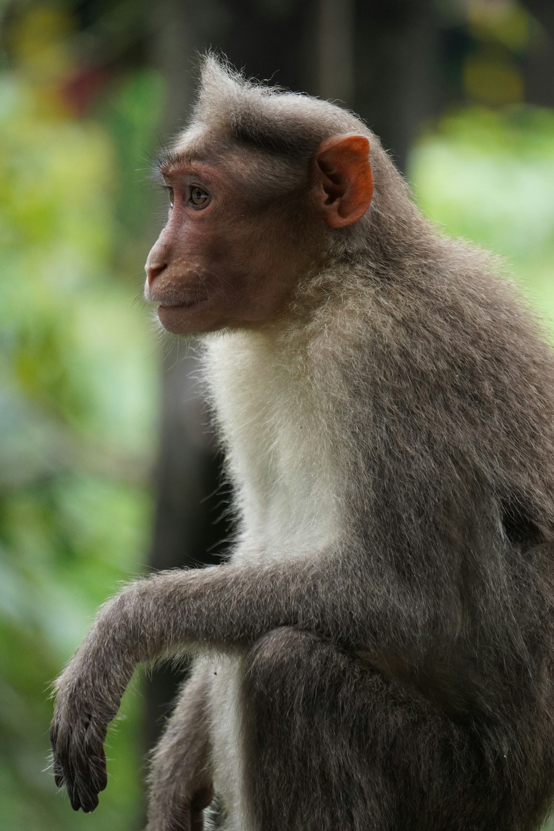 a monkey sitting on top of a tree branch
