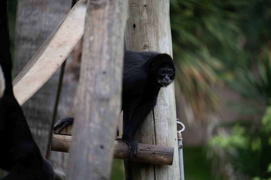 a black monkey climbing up a wooden structure