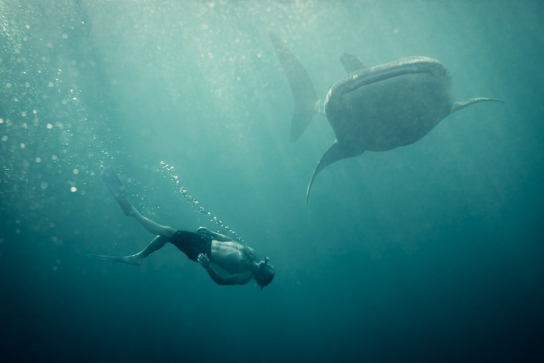A manta ray swimming in the ocean