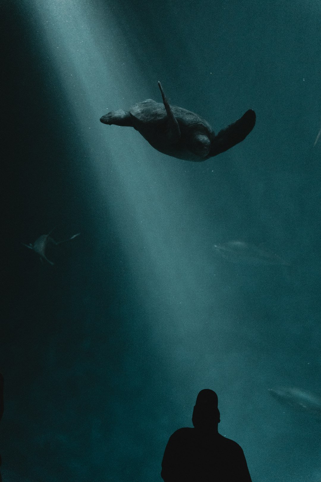 a man looking at a turtle in an aquarium