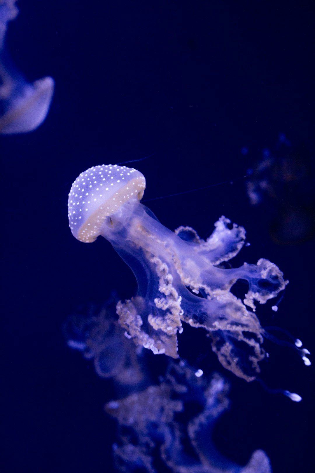 a close up of a jellyfish in the water