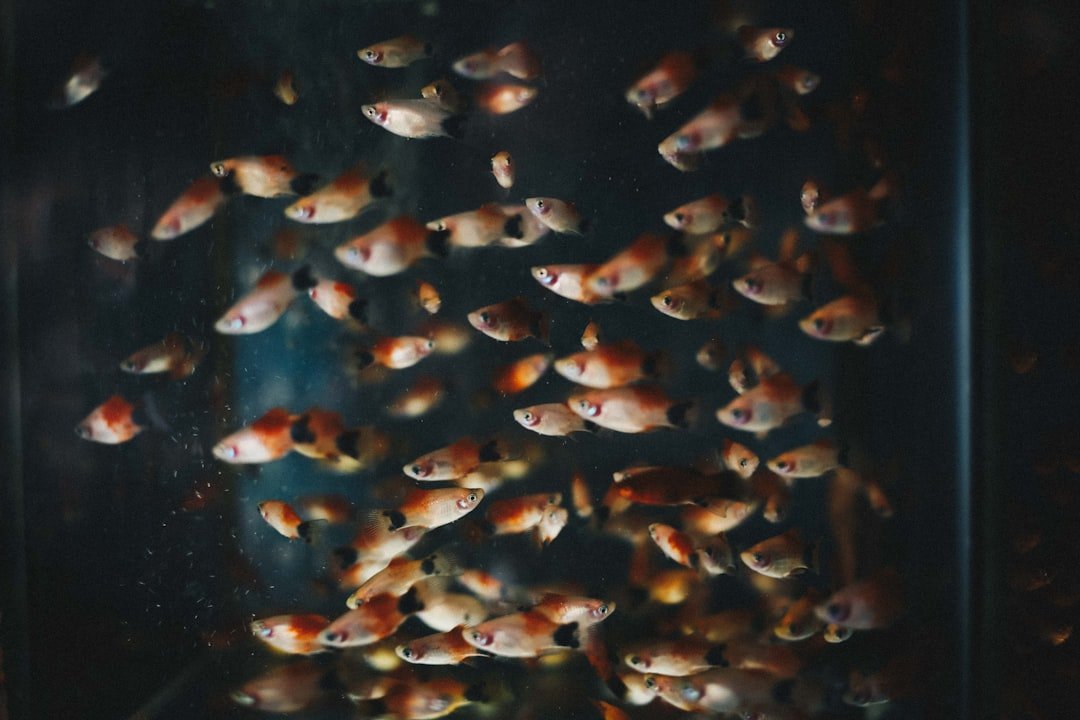 shoal of pet fish
