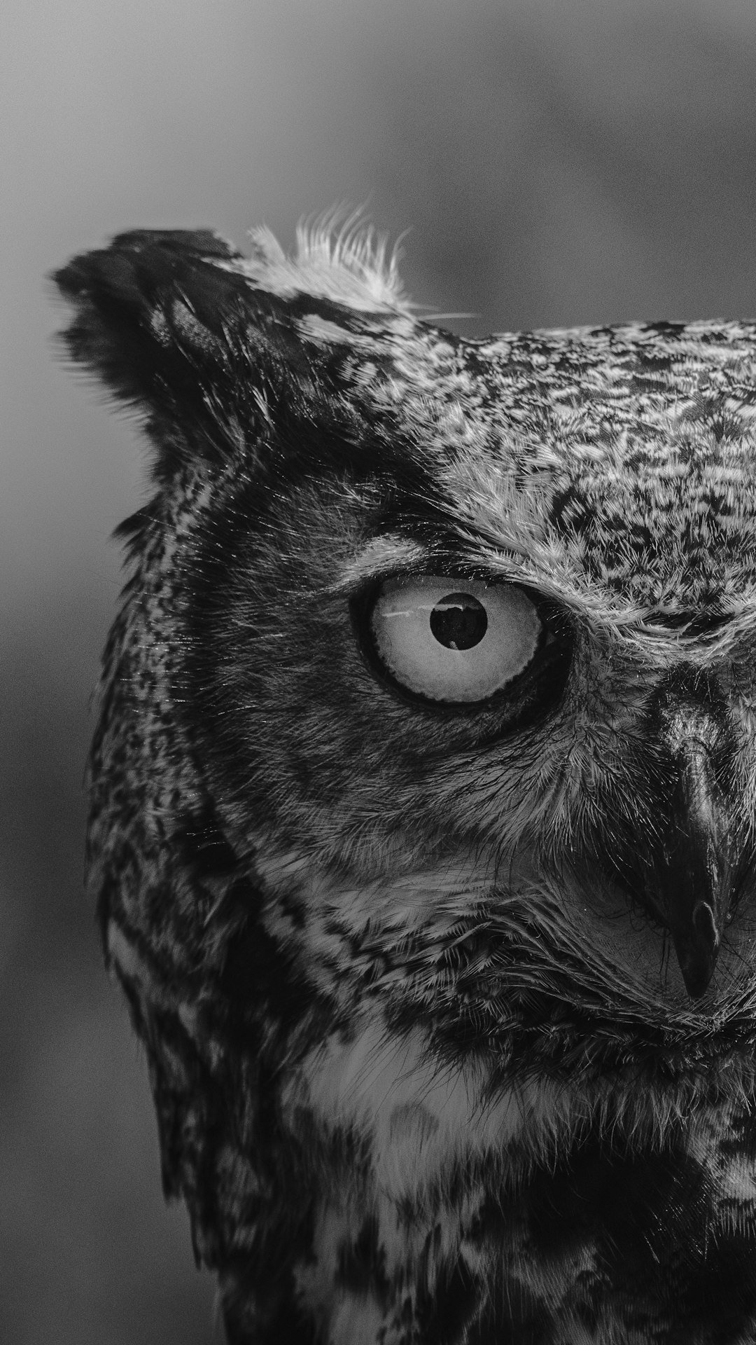 grayscale photo of owl head