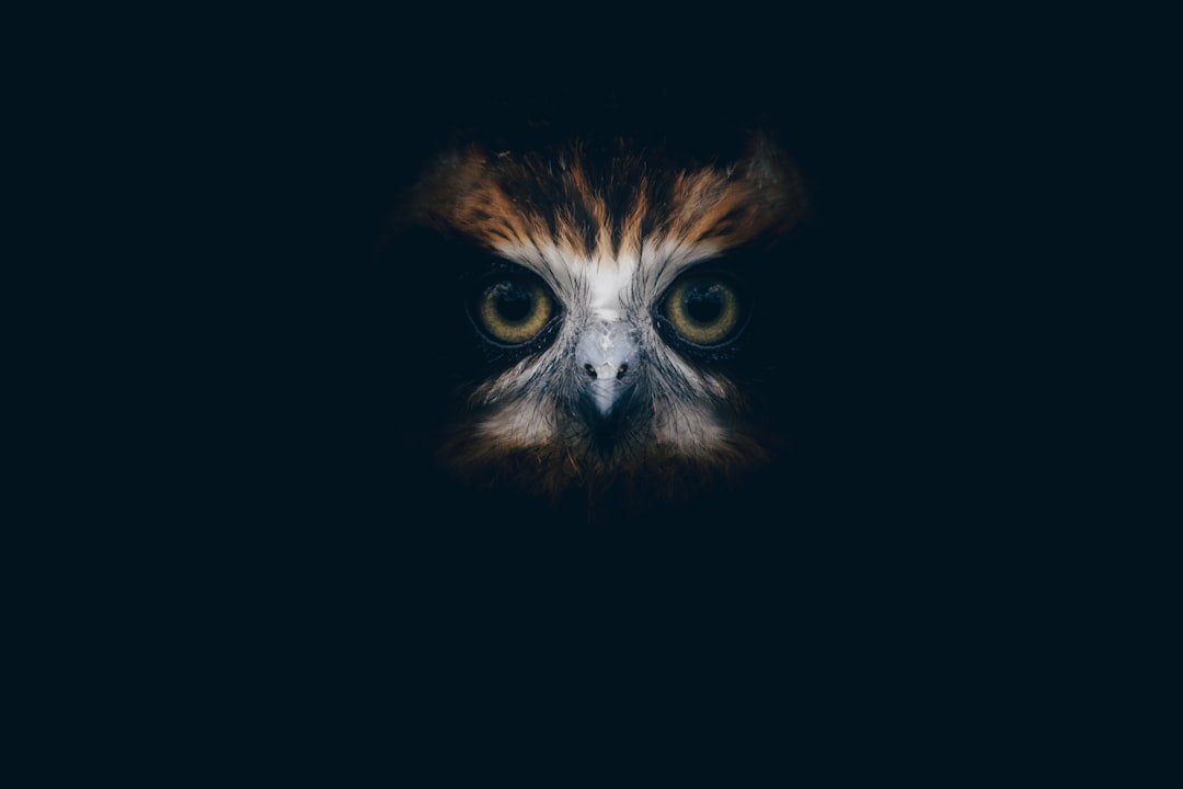 a close up of an owl's face in the dark