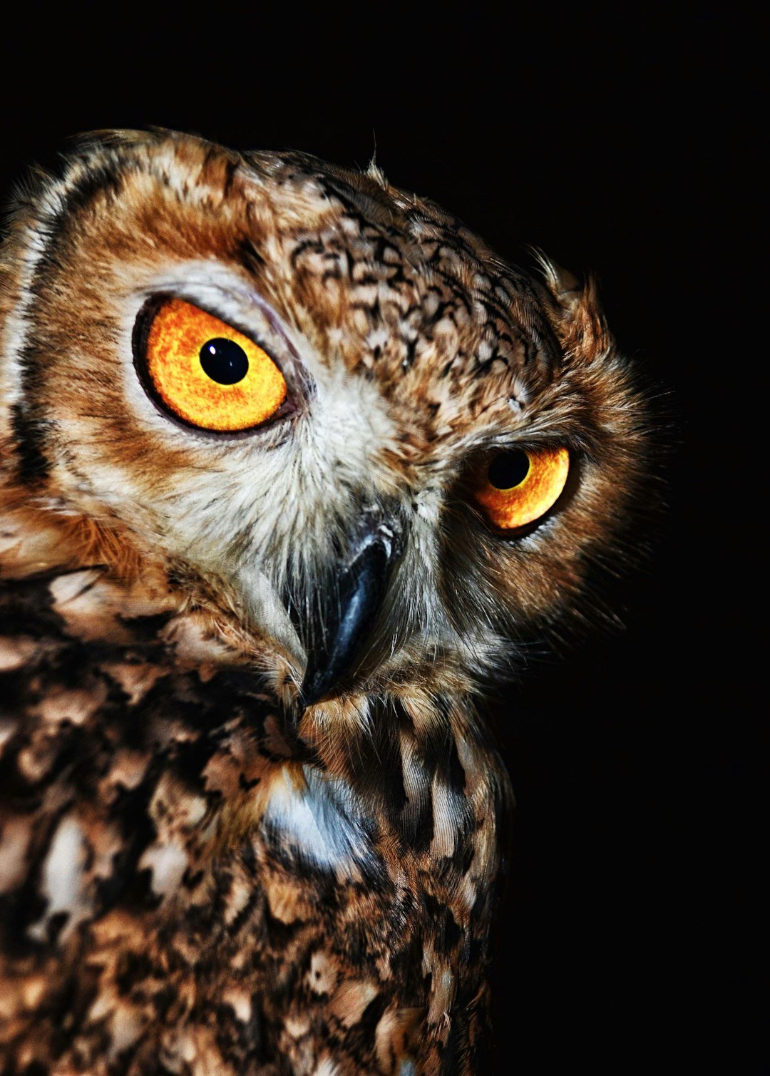 brown owl close-up photo