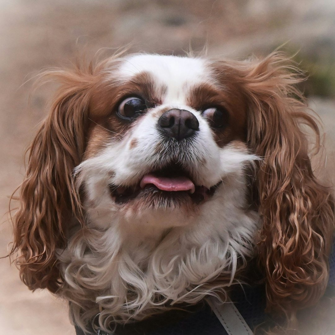 A close-up of a cavalier king charles spaniel dog