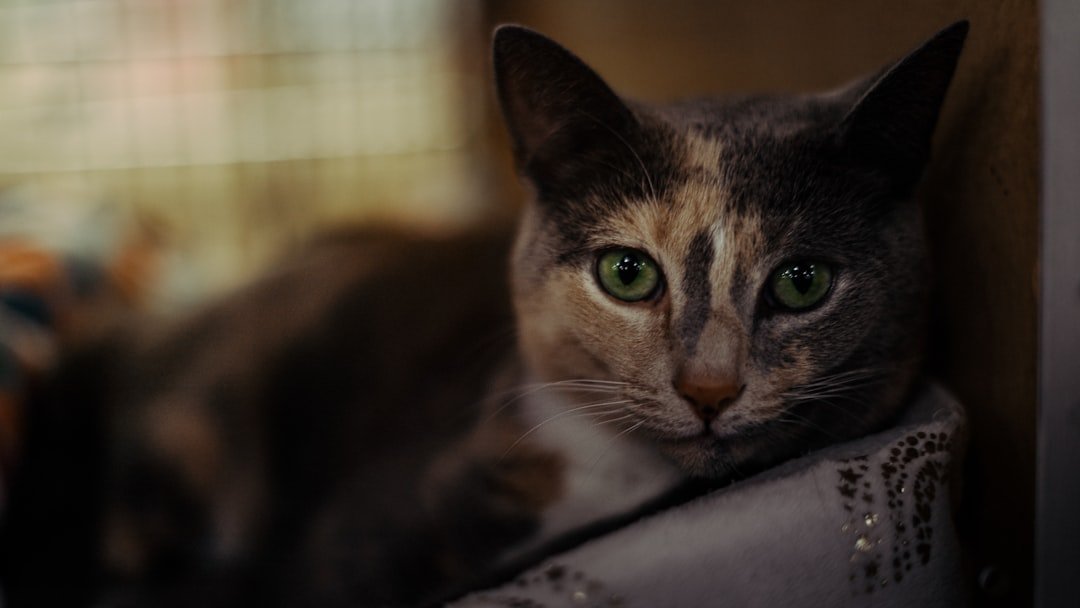 A calico cat with green eyes looks forward.