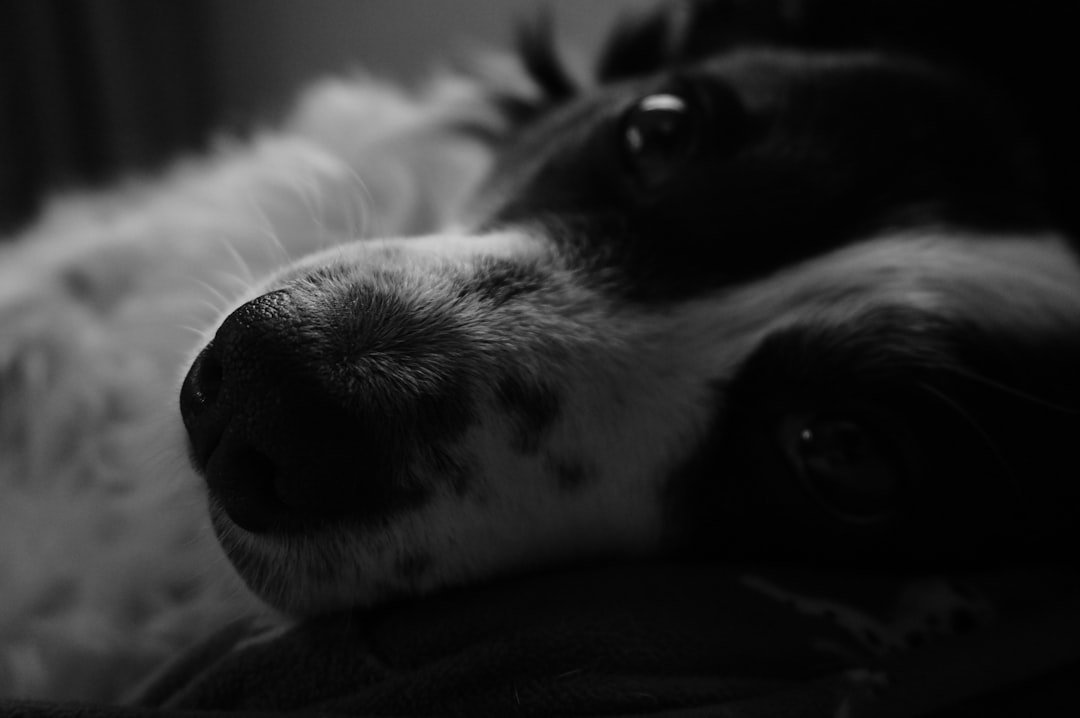 Close-up of a black and white dog's face.