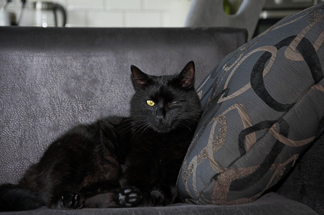 A one-eyed black cat rests on a sofa.
