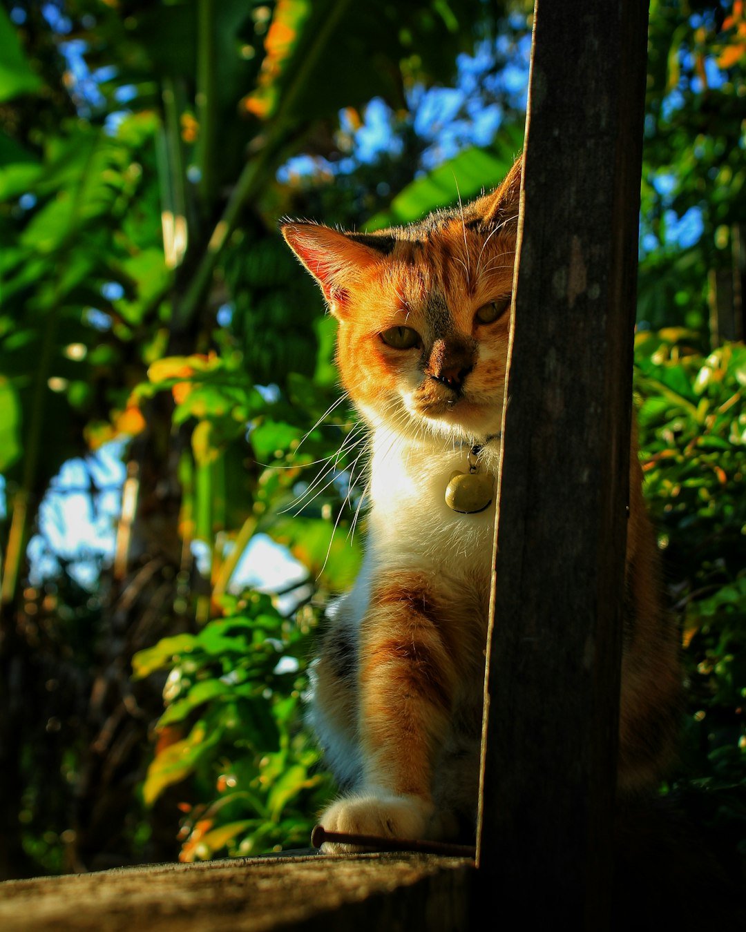 A ginger and white cat peeking from behind wood.