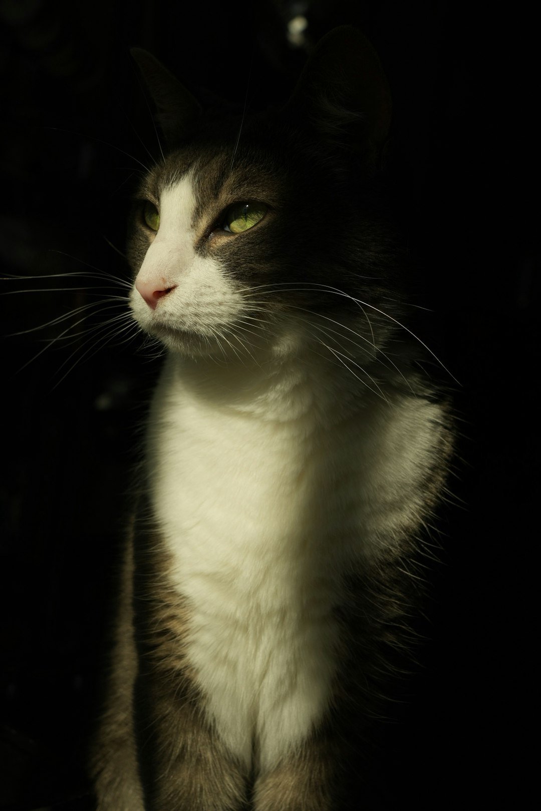 A grey and white cat with green eyes