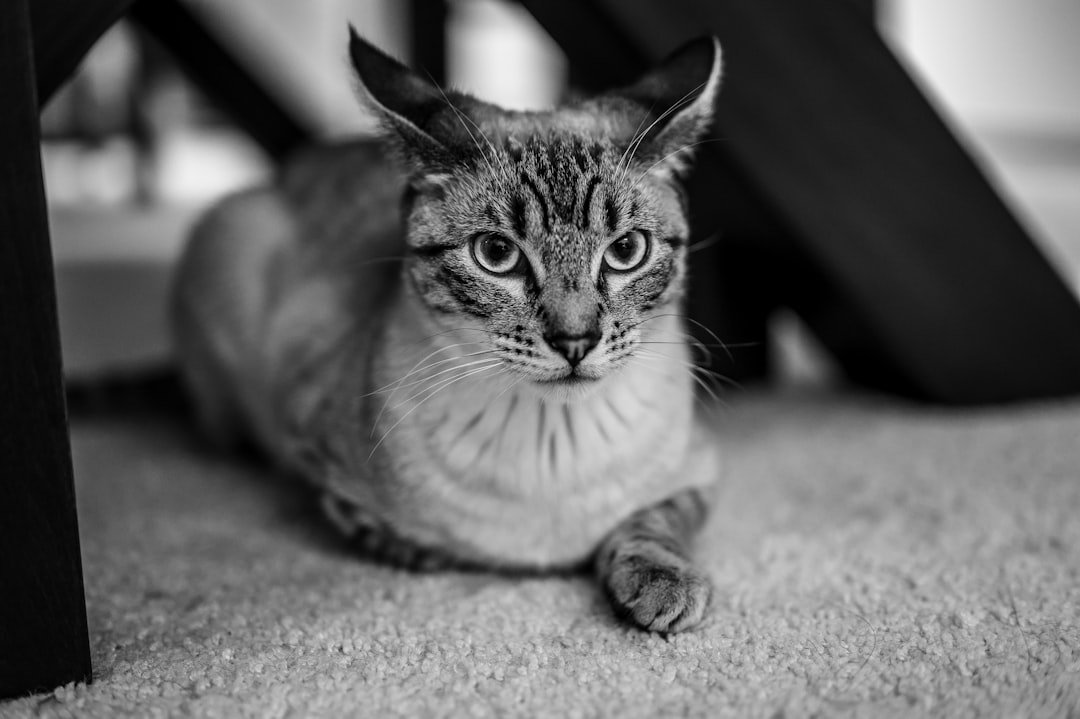 A tabby cat lies on a carpeted floor.