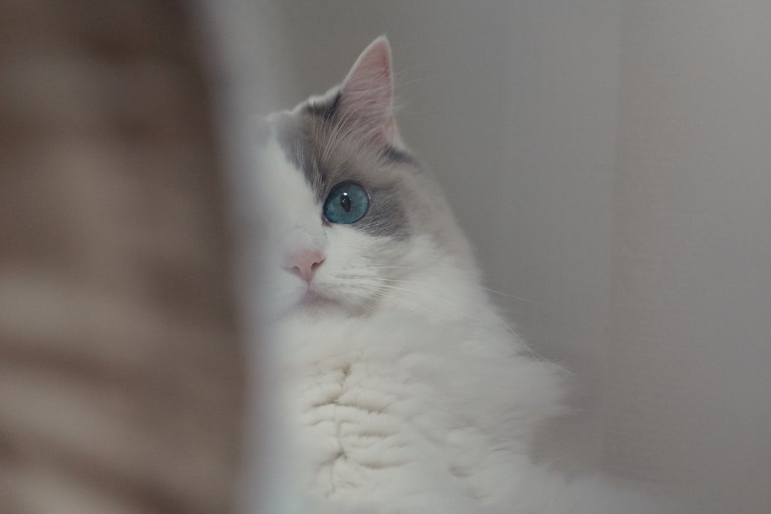 A fluffy white and grey cat with blue eyes.