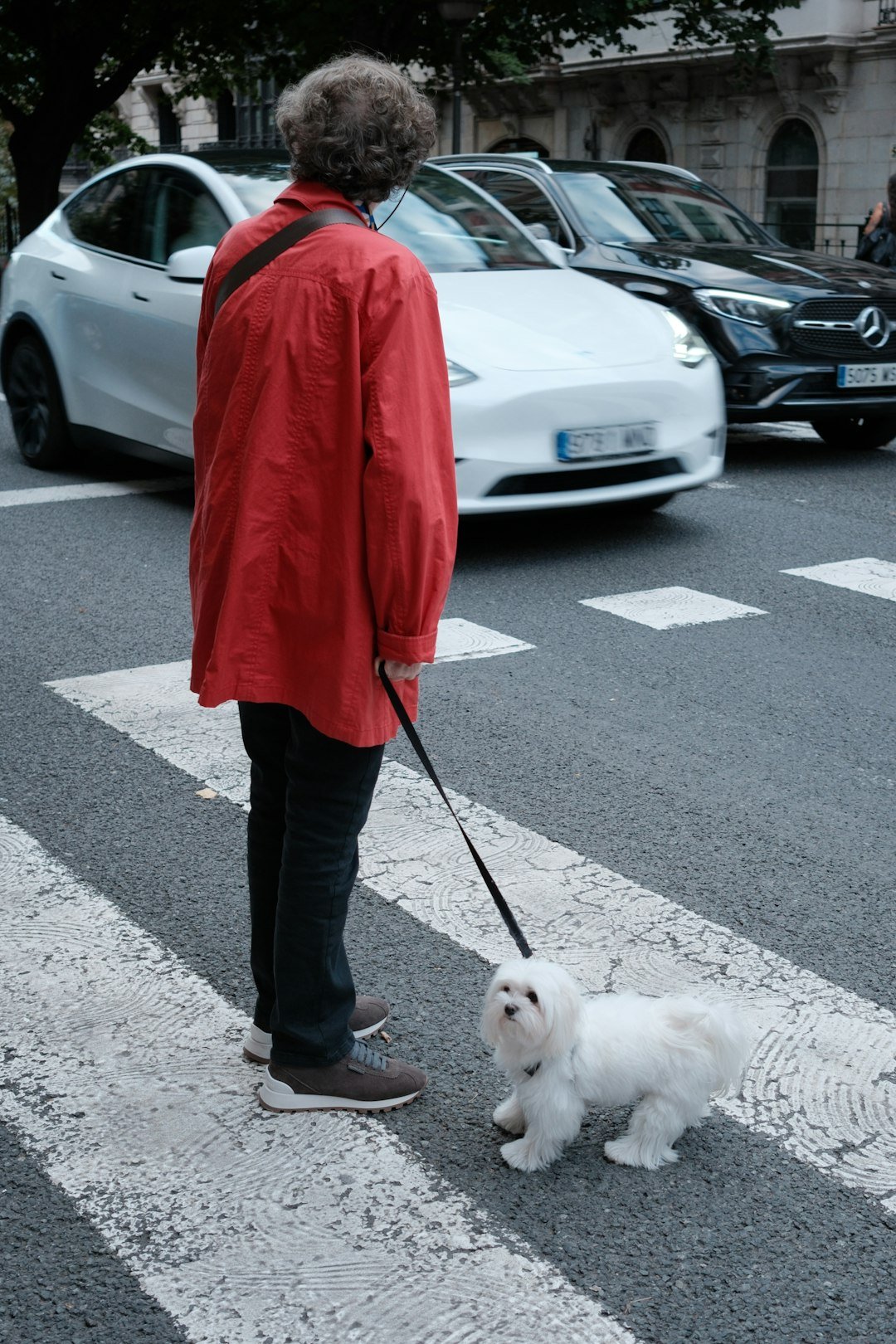 Person with small white dog on leash at crosswalk