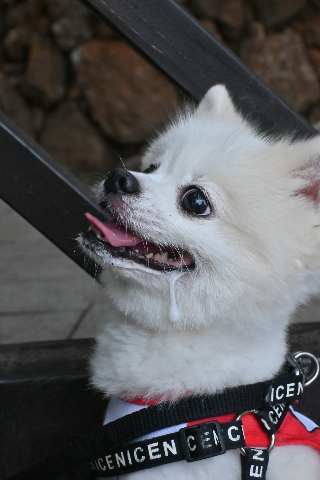 A small white dog with its tongue out