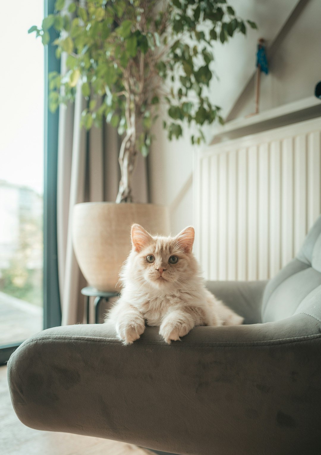 A fluffy cat rests on a comfortable armchair.
