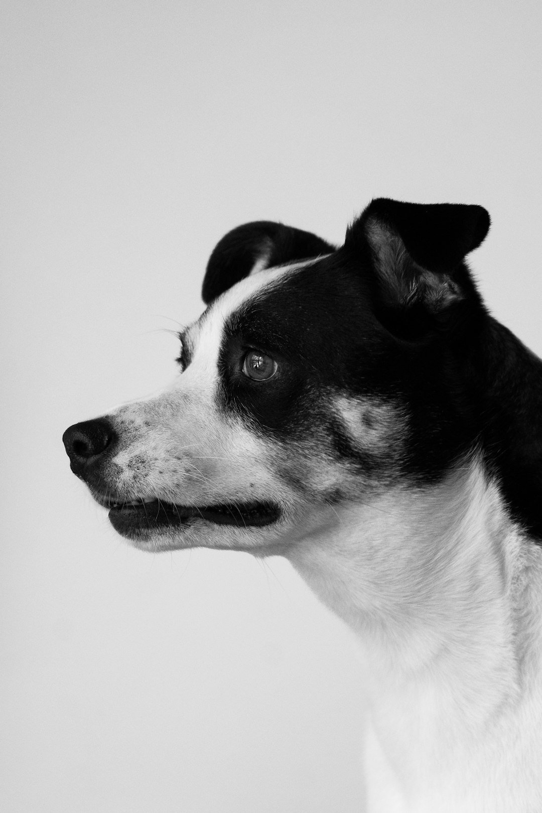 A black and white dog looks to the side.