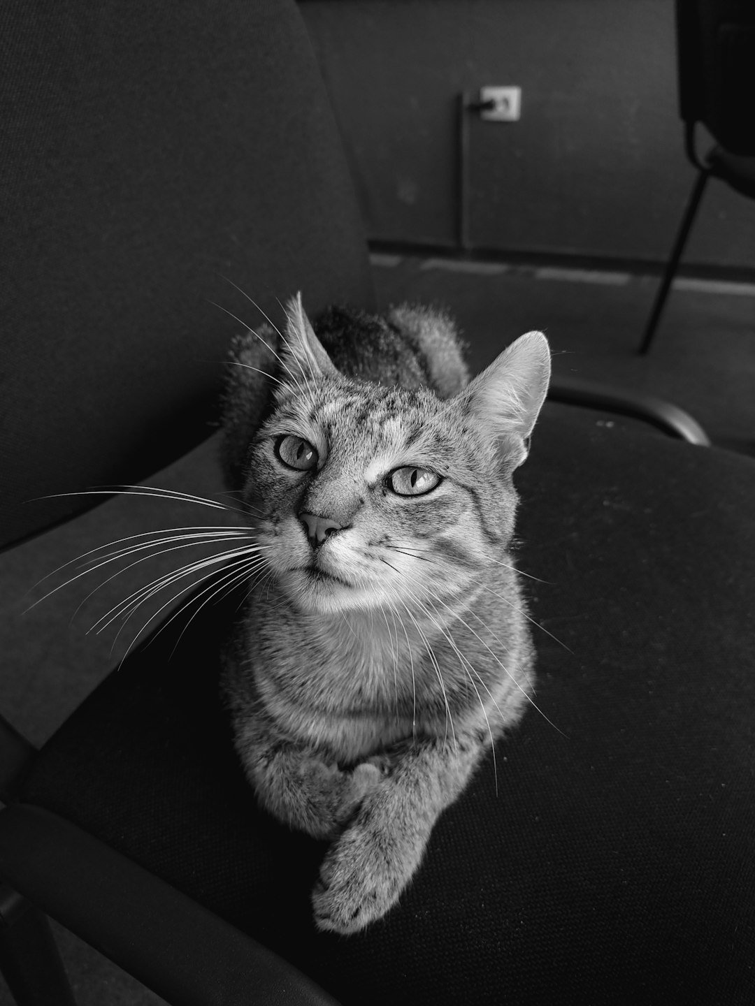 A black and white photo of a cat sitting on a chair