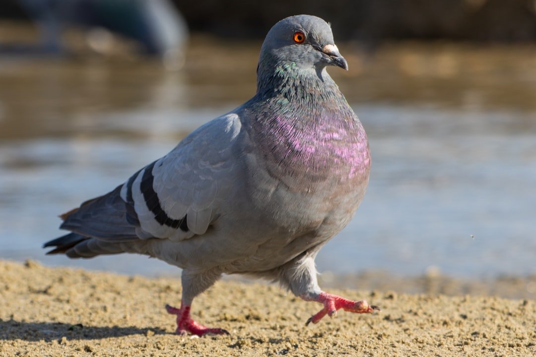 A close up of a bird on a beach near water