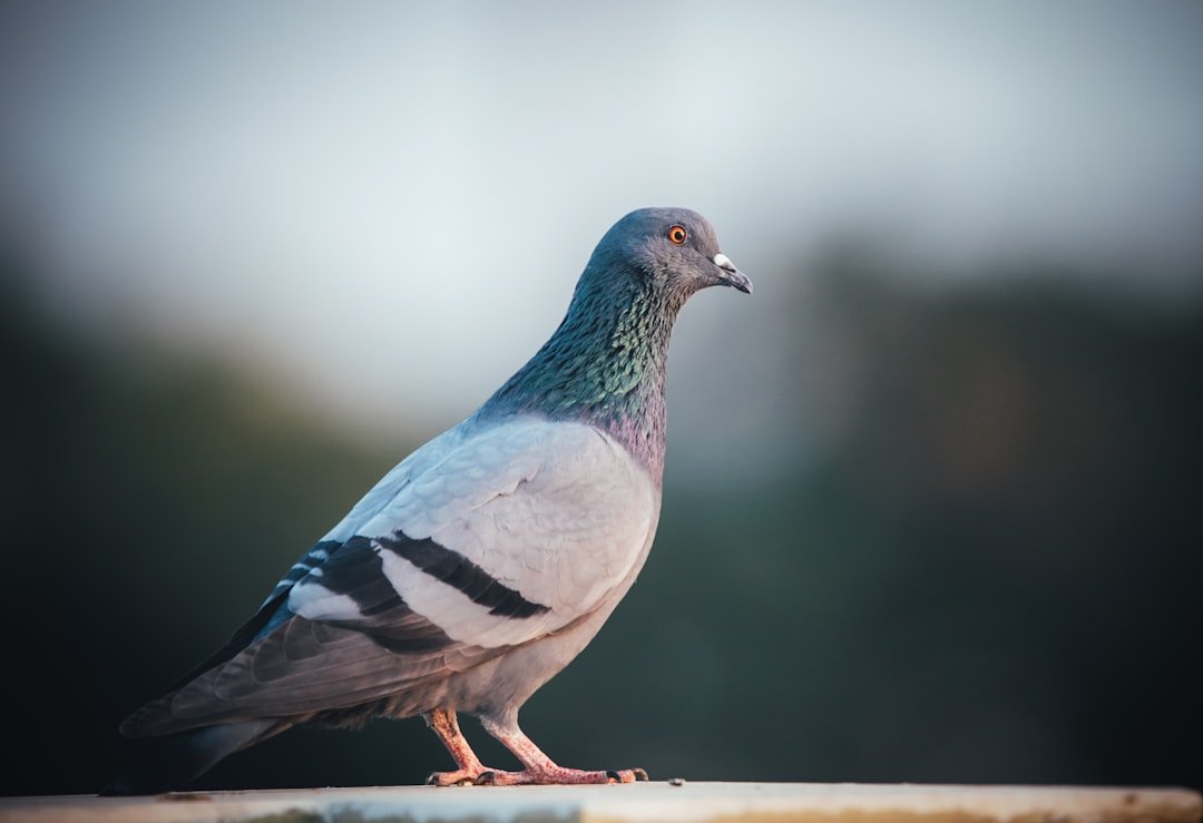 blue and white bird on brown wooden stick
