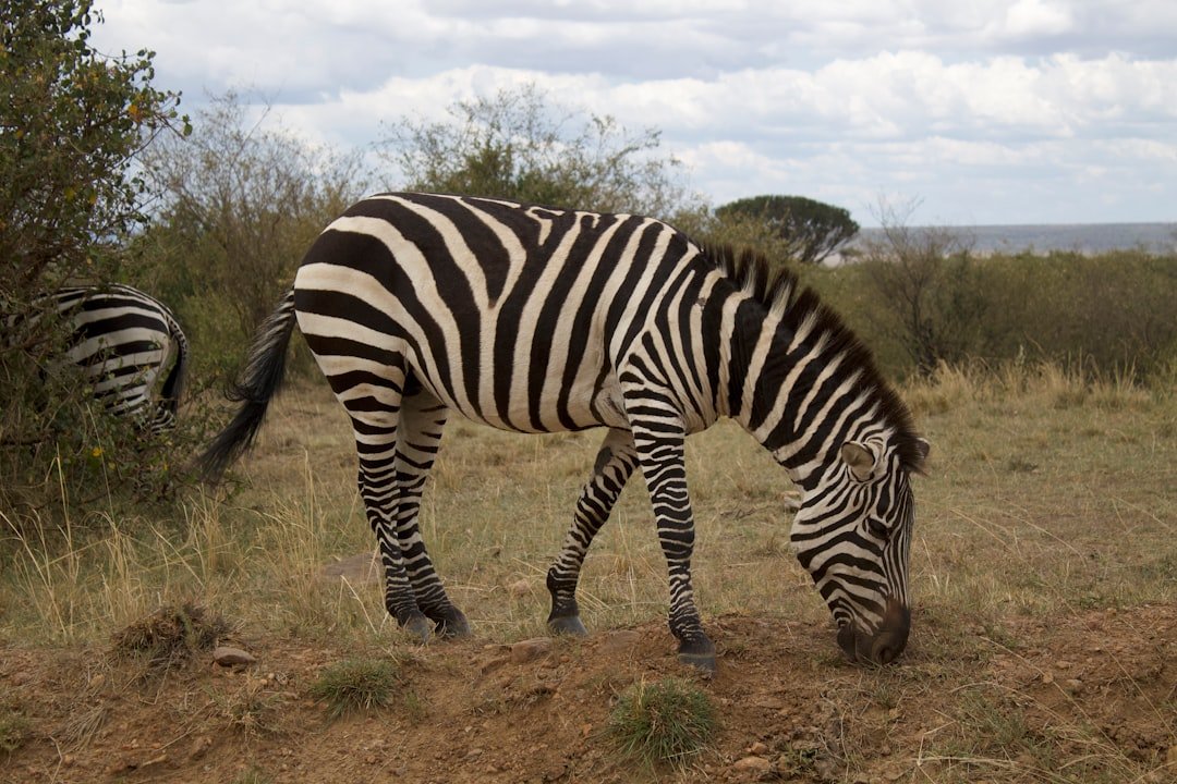 a zebra grazing on grass in a field