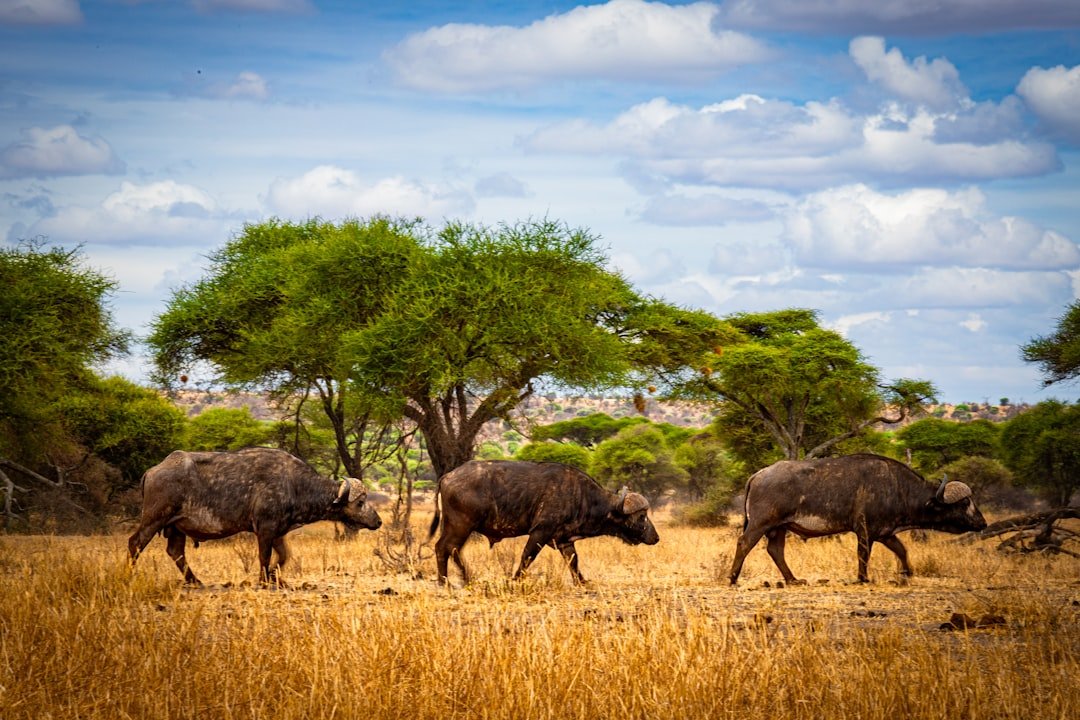 A herd of wild animals walking across a dry grass field