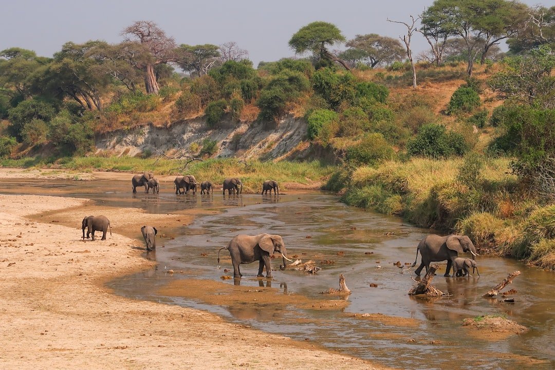 A herd of elephants walking across a river