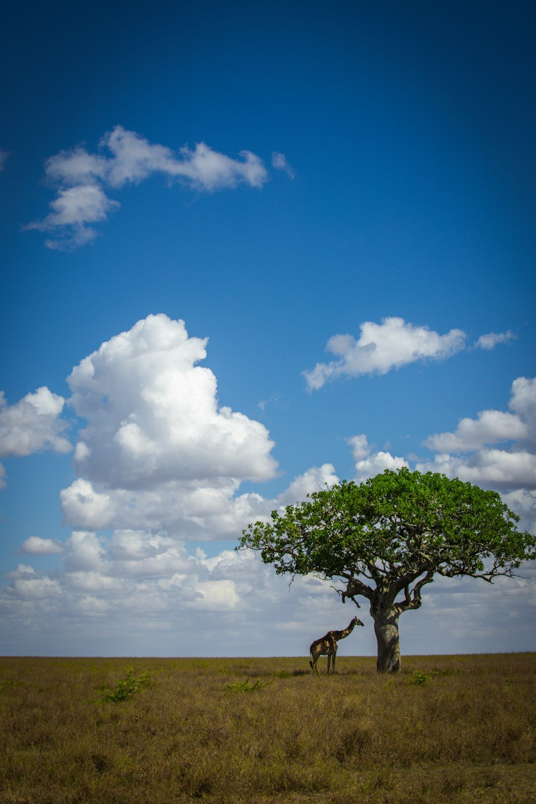 A giraffe standing under a tree in the middle of a field