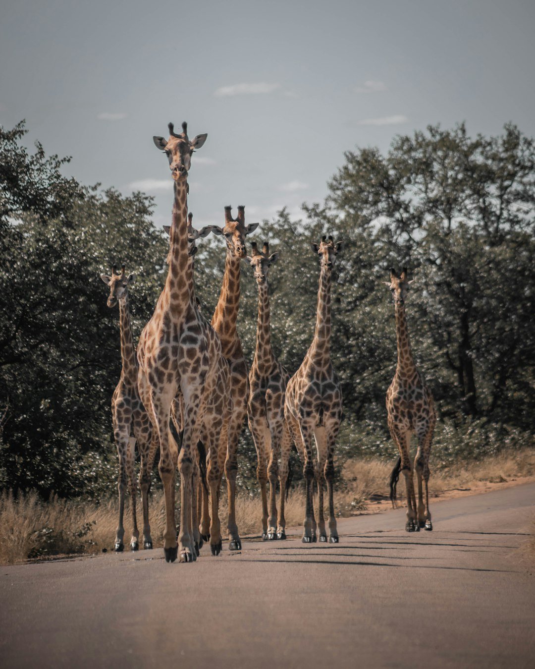 a group of giraffes walking down a road