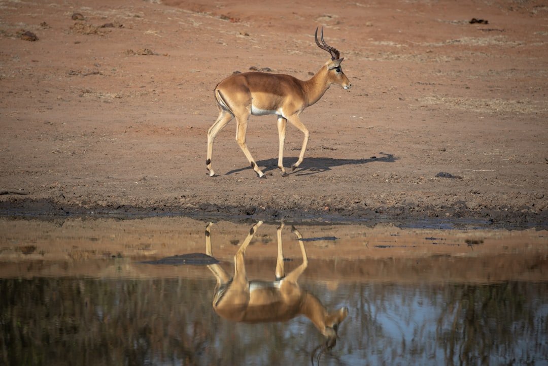 a deer walking on a beach
