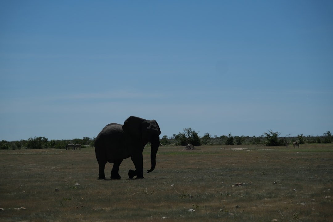 a large elephant walking across a grass covered field