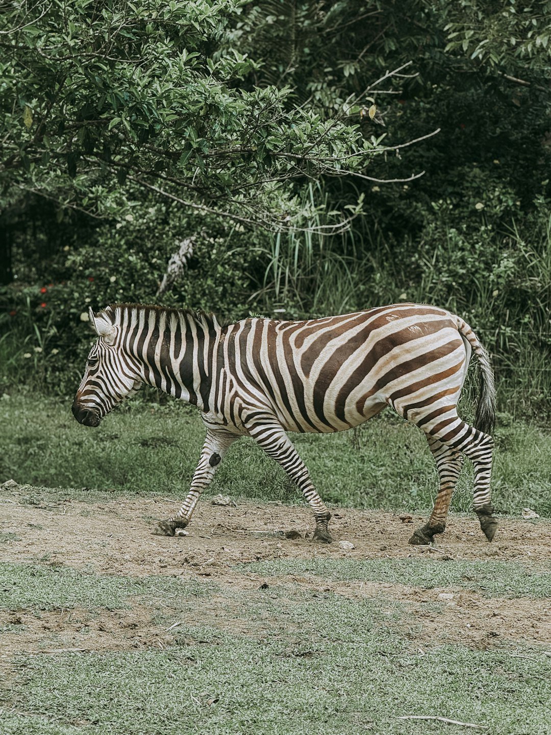 A zebra walks past green foliage.