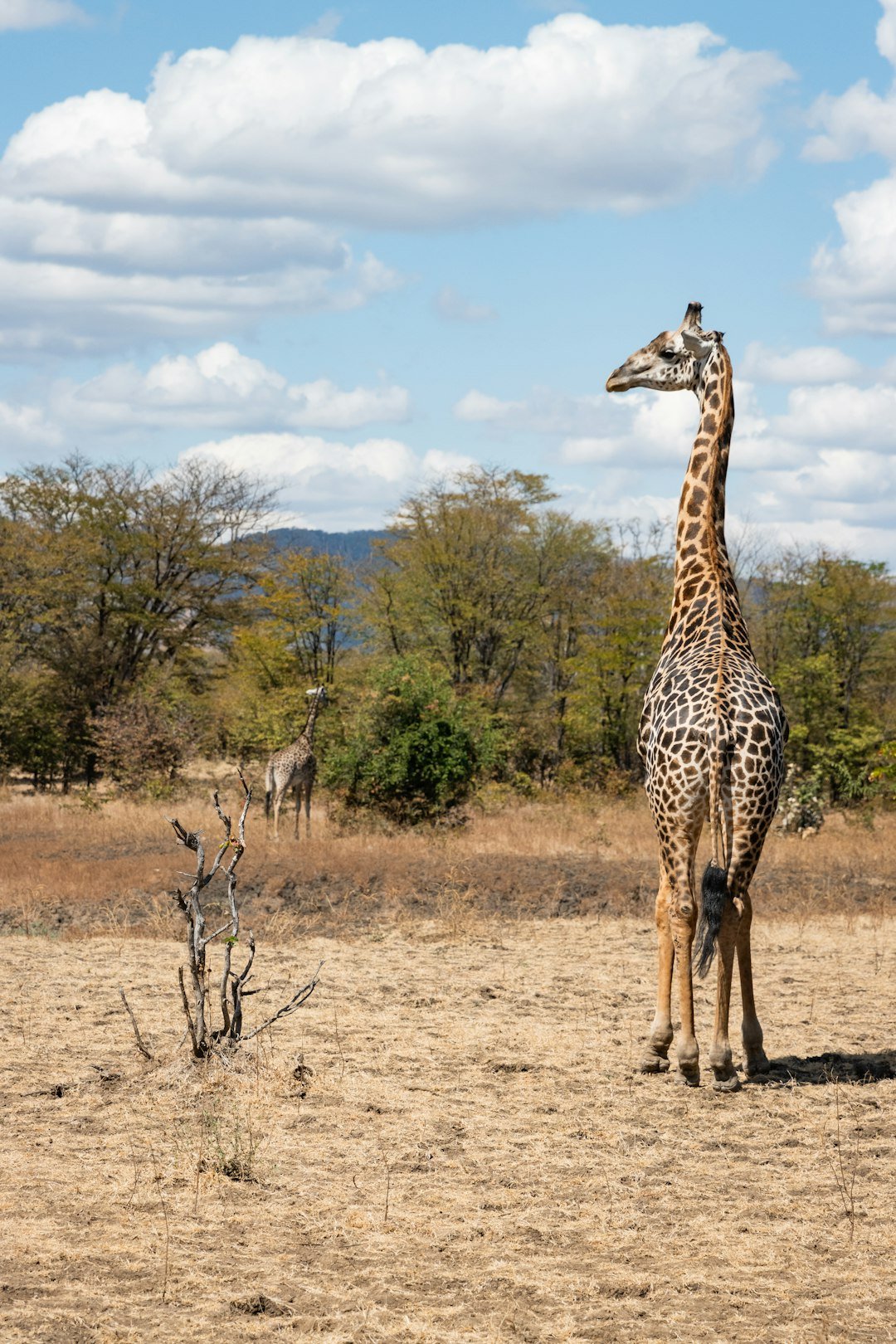 a giraffe standing in the middle of a field