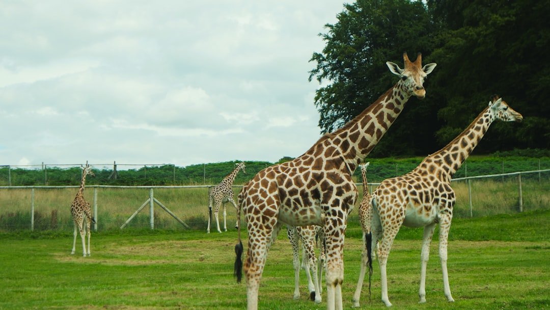 A group of giraffes stroll on green grass.