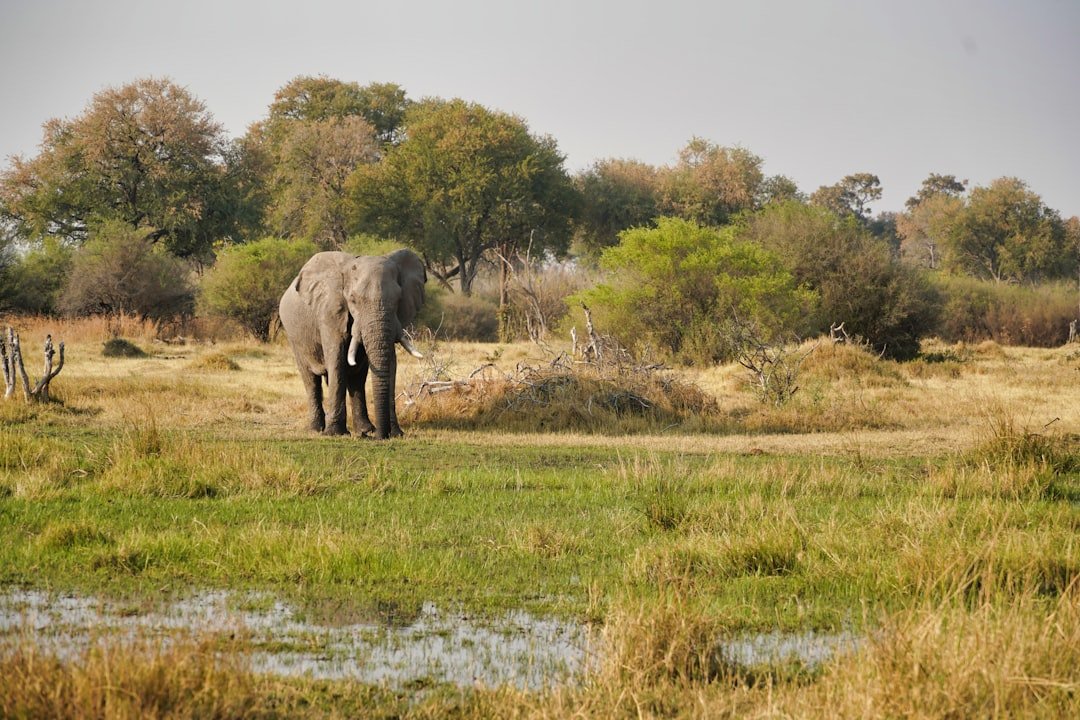 elephant on green grass field during daytime