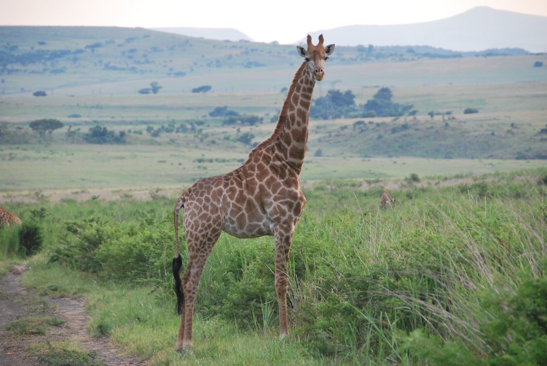 a giraffe standing in the middle of a lush green field