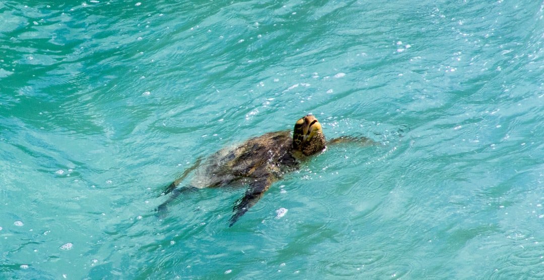 A sea turtle swims in clear, blue water.