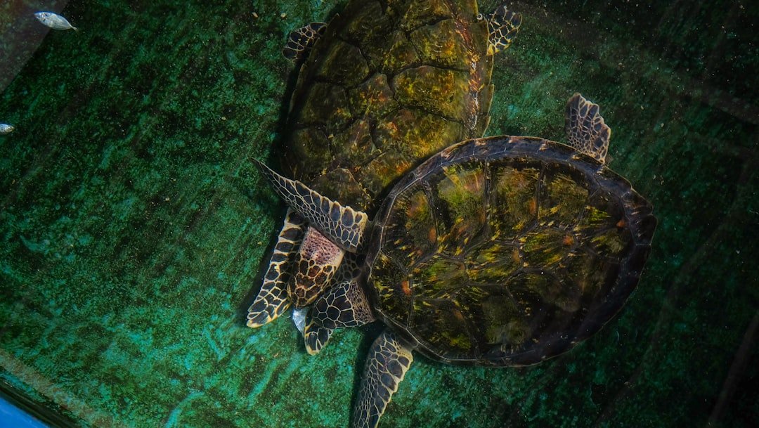 A green turtle sitting on top of a lush green field