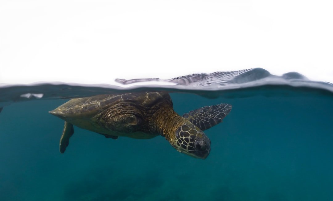 a turtle swimming in water