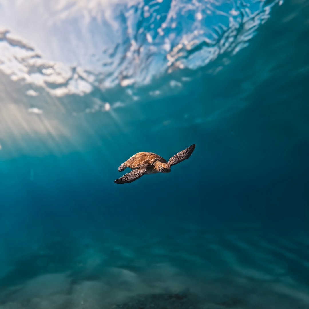 a bird flying over a body of water
