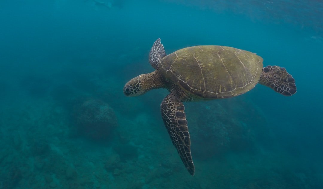 a turtle swimming underwater